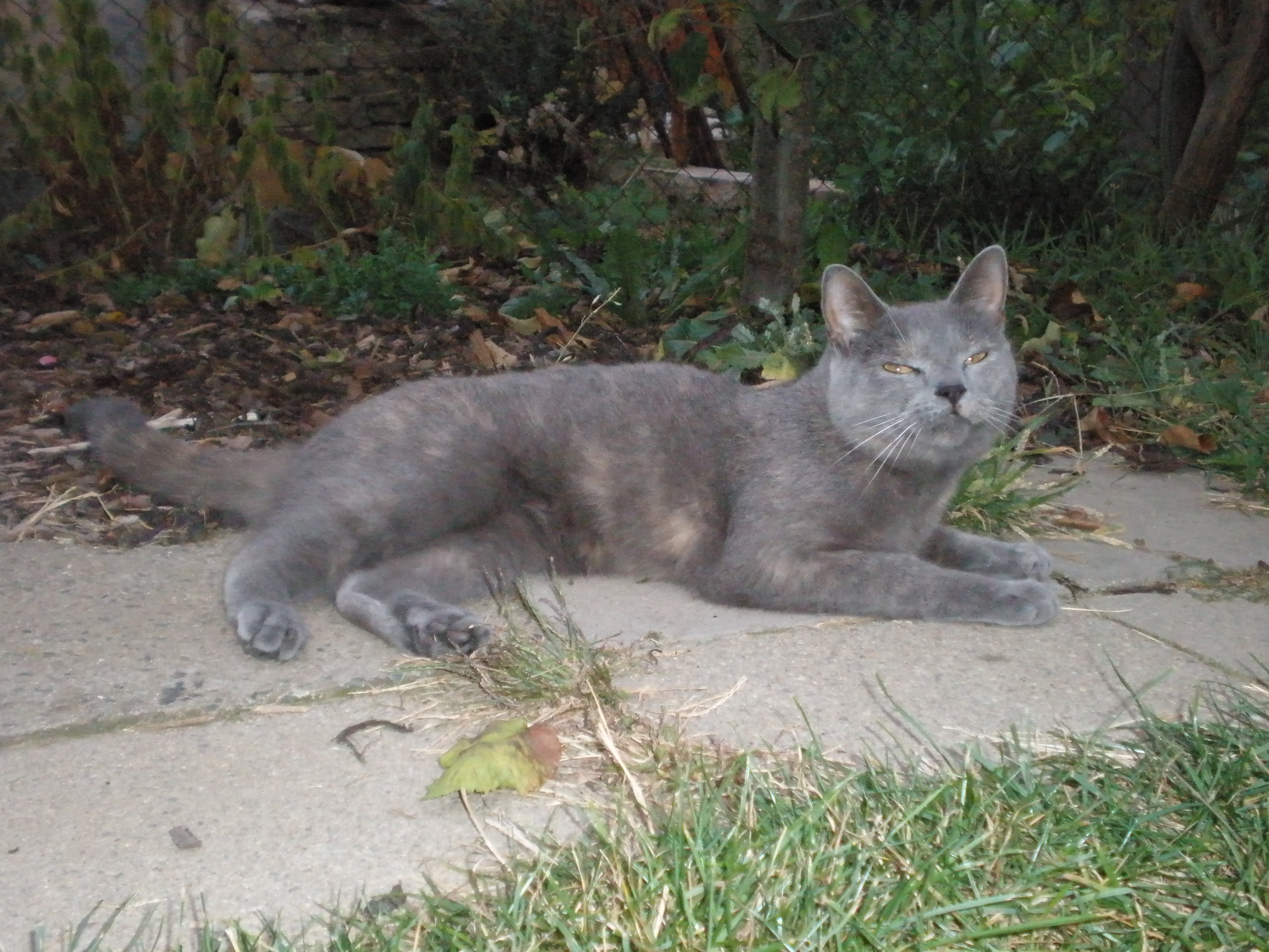 čiki září 2008 017.jpg